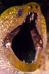 undulated moray ( Gymnothorax undulatus) shot at lima roc... by Simon Gardener 